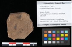 Foto (Objekt + Etikett) von Glyptostrobus europaeus Brongniart (NHMW-GEO-2024-0188-0165)